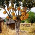 Burkina connservation